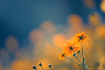 广播稿100字(生活小百科)