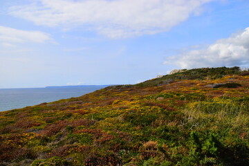 巫师3二周目鼠李草怎么扔